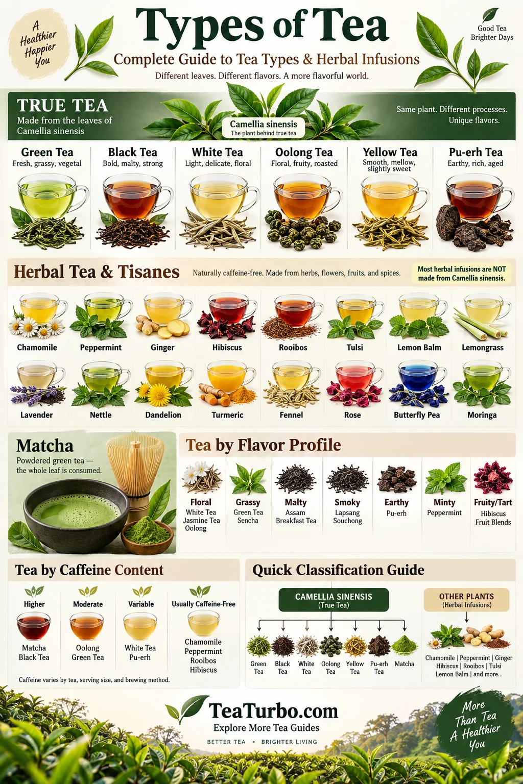 types of tea infographic